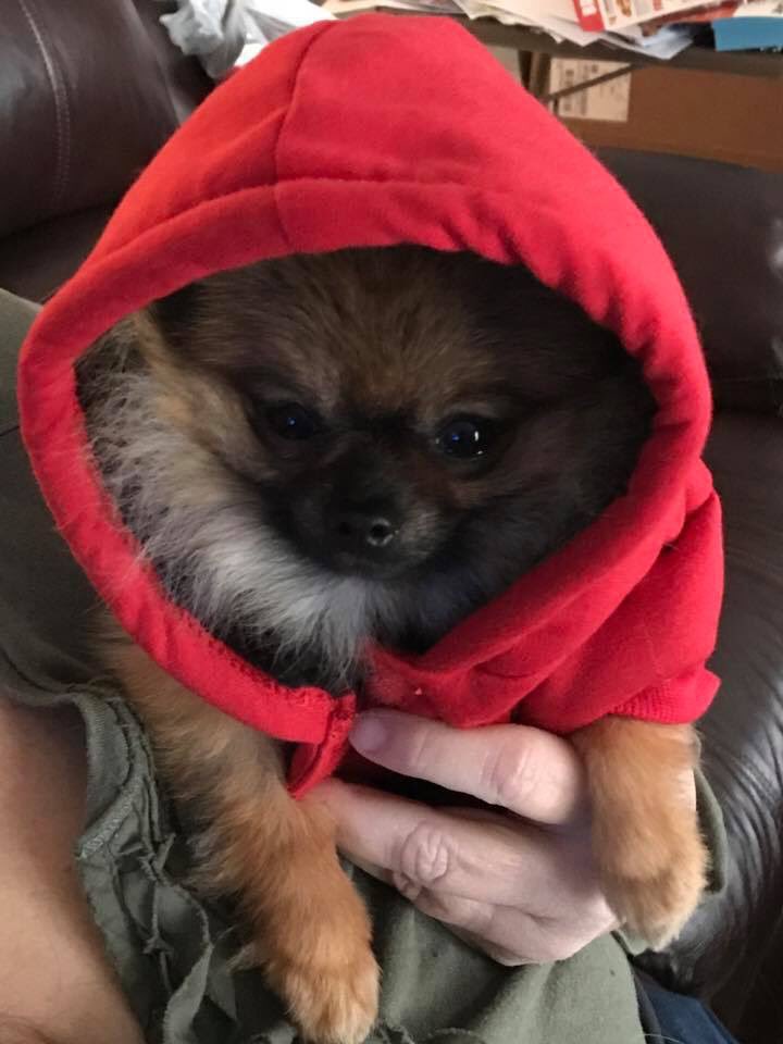 donshort22's tweet photo. #SammysStars Meet Chewie and Leia, our sweet Pomeranians getting ready to go outside in the cold. Chewie and Leia belong to Don and Kim Short from O’Fallon, MO https://t.co/QGw7ukxKC0