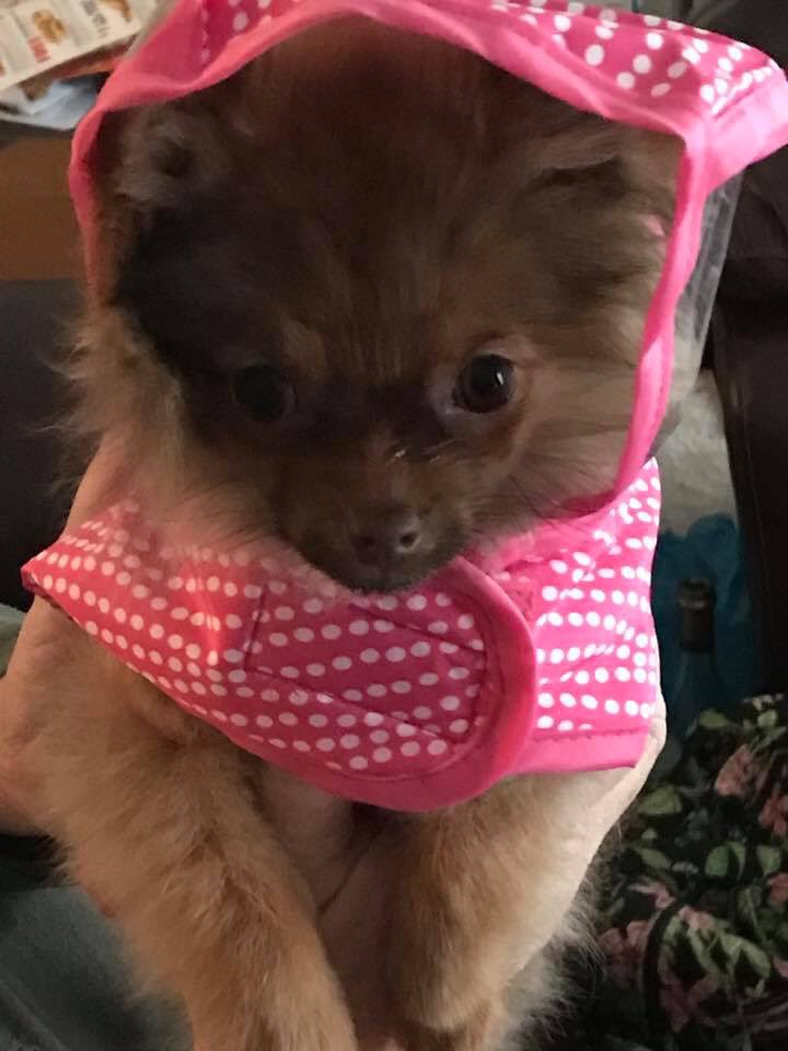 donshort22's tweet photo. #SammysStars Meet Chewie and Leia, our sweet Pomeranians getting ready to go outside in the cold. Chewie and Leia belong to Don and Kim Short from O’Fallon, MO https://t.co/QGw7ukxKC0