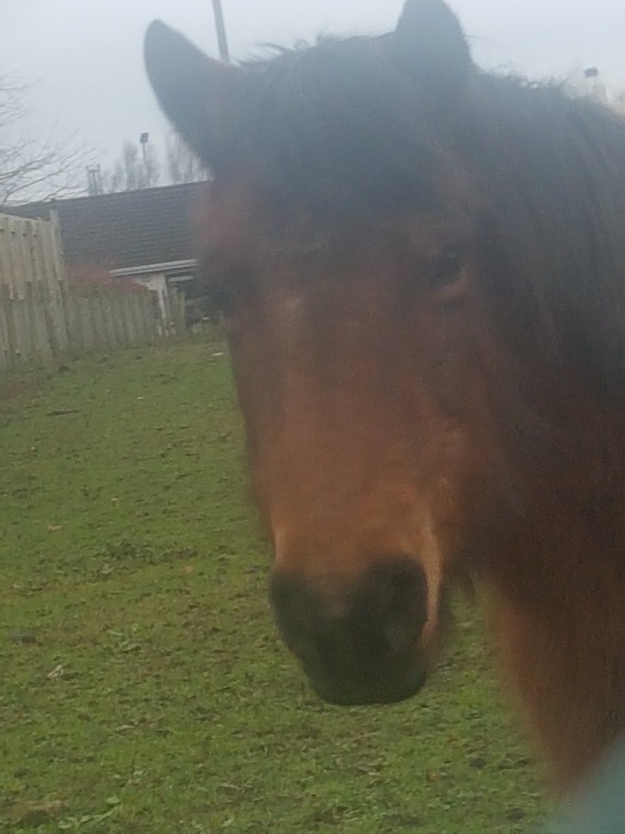 abtsag's tweet photo. #OneHugADay for this beauty but I'm getting a #Horse throat shouting to get her😀 https://t.co/IVTvrXYhBz