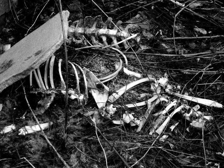 TheCryptoCrew's tweet photo. In one of my films, Bigfoot: The Evidence files, we did a sit down interview with Tim about the bones. 4 mystery skeletons discovered in KY. -  https://t.co/dm8M3uzvOD https://t.co/SdphrRIFAQ