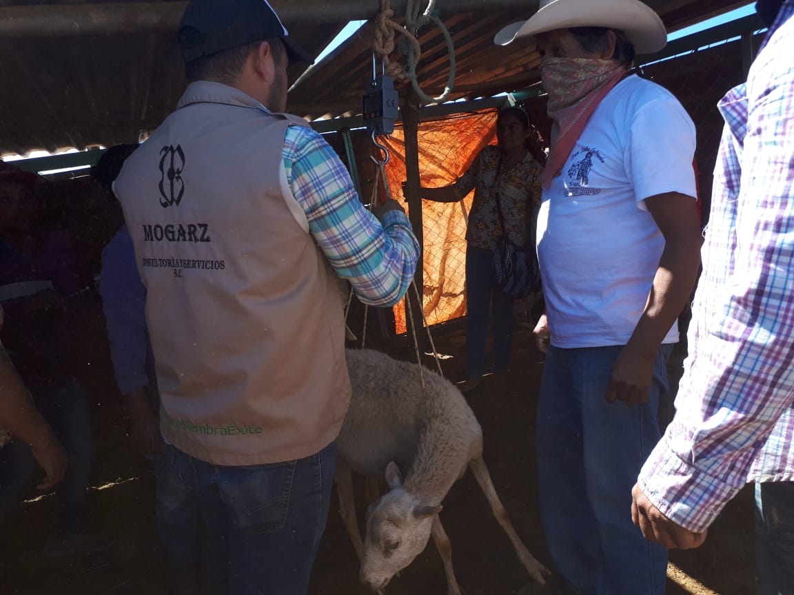 MogarzSC's tweet photo. - Actividad: Capacitación en desparasitación.
- Línea productiva: Ovino-caprina.
- Lugar: Mogote Colorado, Ayuquililla.
- Responsable: Ing. Víctor Fernández.
 
#WeCanDoIt 💪
#LaMixtecaOaxaqueña 🌄

@IvetteMurat
@alejandromurat
@lopezobrador_
#SADER
#SEDAPA
#Oaxaca https://t.co/vDyxPnaNmp