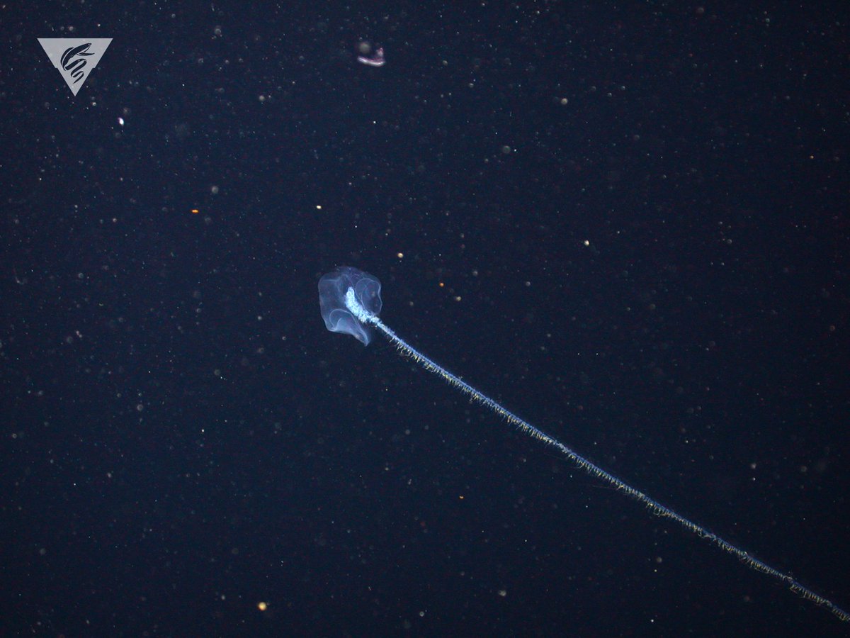 MBARI_News photo