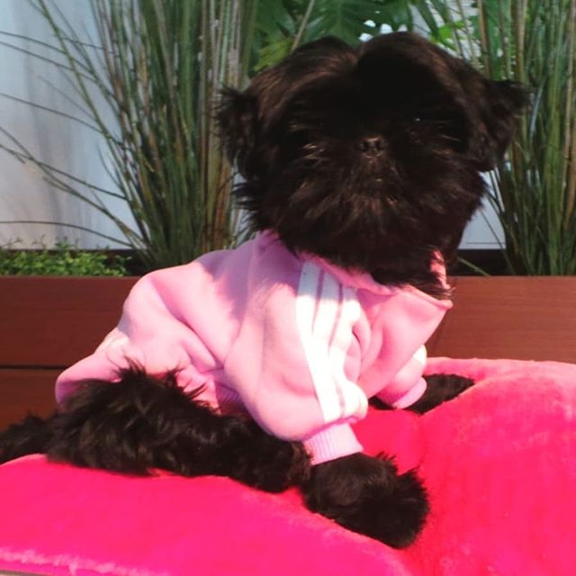 healthypetsyste's tweet image. Reposting @ziggydashitzu: - via @Crowdfire 
Feeling real in my new Adidas outfit 😁
.
.
.
.
.
.
.
.
.
.
.
.
.
#ruffpost #buzzfeedanimals
#dogsofinsta #mustlovedogs #dogsrule
#dogchild #aww #dogsofinstagram
#dailyfluff #dailyfluff #bestwoof #puppy
#ILoveMyDog #mansbestfriend