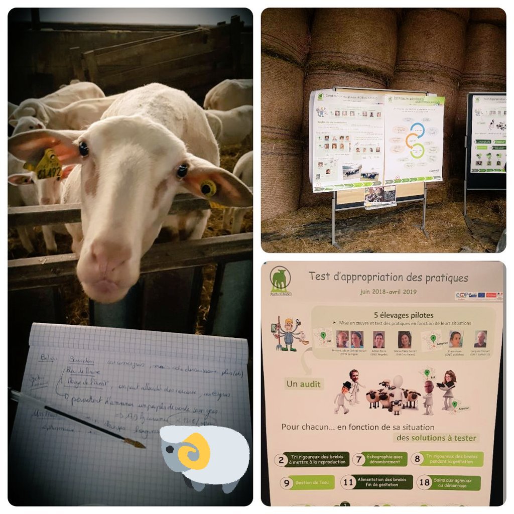 GermainTesniere's tweet image. On parle pratiques innovantes 👨‍🌾💬💡🔎 en élevage ovin 🐑🐏 pour le 2nd séminaire du projet #ROBUSTAGNO avec les partenaires @CDFOCCITANIE @InstitutElevage Unicor, Capel, GDS 12, CDA 12 et 46, et #CORAM Collectif des Races locales de Massifs👩‍🌾📰📊