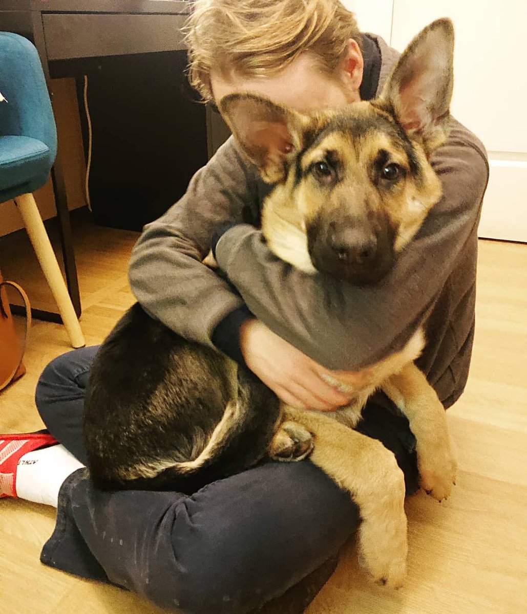 FuturChienGuide's tweet photo. Après de gros câlins, Olfi des @chienguideparis à retrouvé le chemin de l'école pour 3 jours de pré-stage avec son éducatrice 😉
#chienguide #chiensguides #chiensguidesparis #chienguidedaveugle #guidedog #guidedogs #bergerallemand #germanshepherds #OlfiChienGuide https://t.co/yqjgGJK9XV