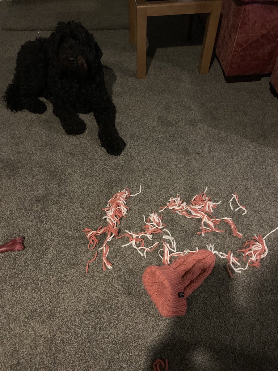 HouseHectorz's tweet photo. Oops!! My Hoomumzy is very very cwoss wiv me!!! Whilst she was distwacted I made some adjustments to her favourite bobble hat.......... oh dear. I will be tweeting from the naughty step methinks!! #naughtydog #designerhat https://t.co/JorVCoac8L