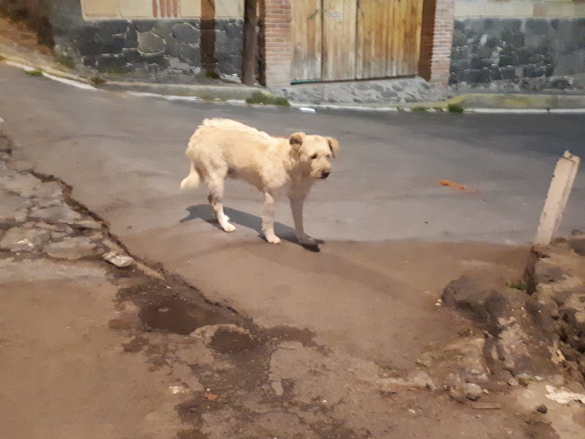 anina_abogada's tweet photo. @NoticieroAnimal @MarianimaLOVERS @_AnimalHeroes_ @DefAnimalMX @AnimalesProtege @prensaanimal4 @perritocallejer @NotasdeMascotas @MASCOTASDECALLE ¿Alguien reconoce a este perrito? Está en la calle de pino, colonia La Palma 1a. Sección o San Andrés Totoltepec, delegación Tlalpan. https://t.co/v2Pab0X9MX