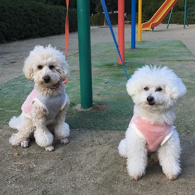 hizanoue's tweet photo. おはようございます☀
あれれ？同じ大きさに見えるよ😁
良かったね〜ロンくん😘この後カラスにガルガル言って、近所のママにはそんなことしてませんとばかりに澄ましてました😁
#ヒザノウエ
#フワモコ部 
#poodle 
#いぬのいる生活 
#トイプードル
#ミディアムプードル https://t.co/akcP3noUAP https://t.co/bYGgauyyY0
