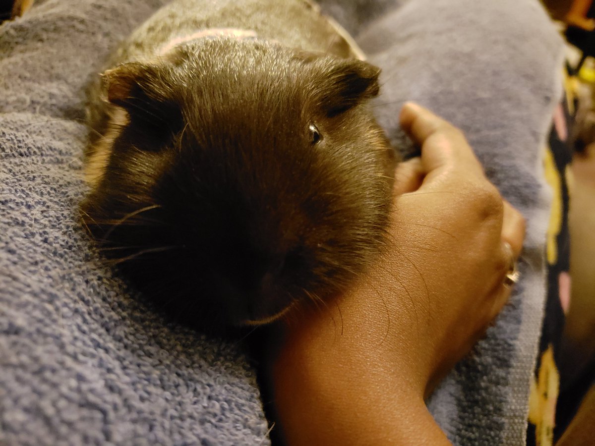 ObiePig's tweet photo. I like your hand mummy. I shall use it to rest my face ๐ #faceholder #guineapig #LittleBear #bearpig #piggienose #myhandnow https://t.co/efkRUBp9hu