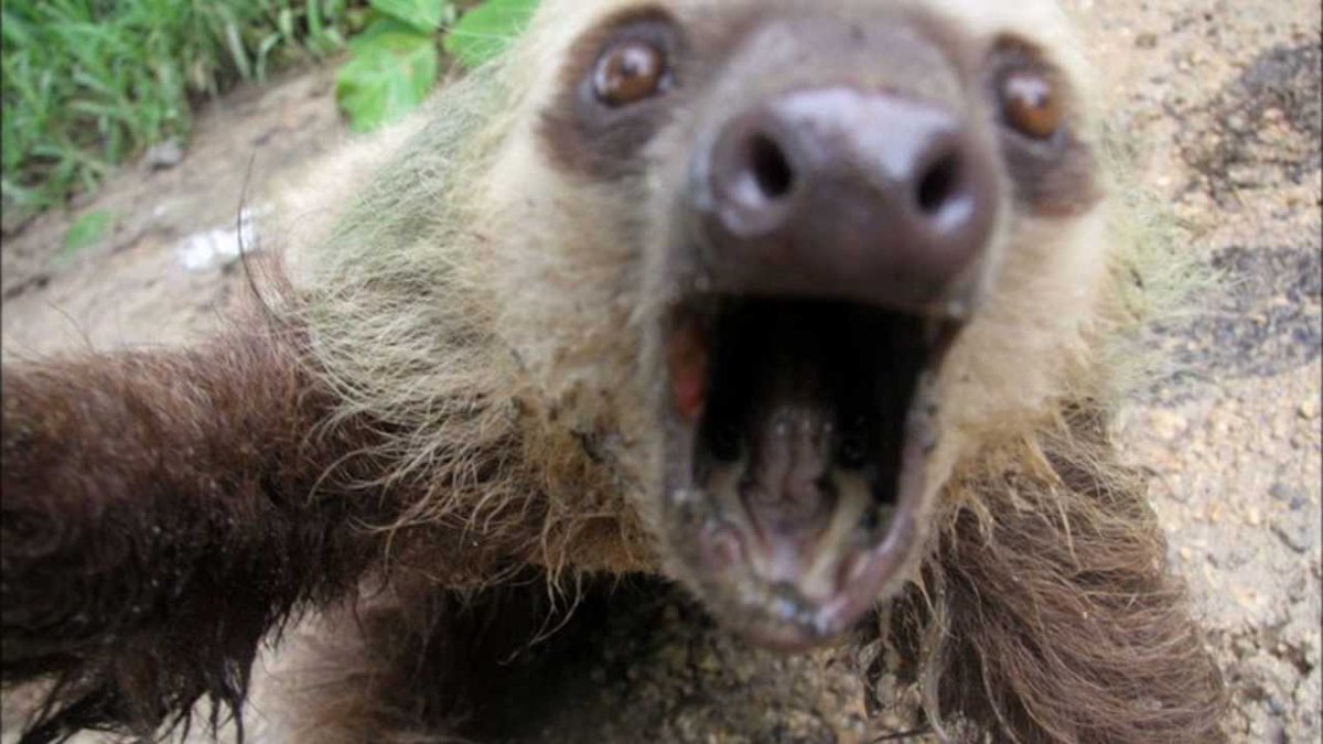 BachelorSloth's tweet photo. #TheBachlor #bachelornation #bachelor https://t.co/QIpLH3UFoi