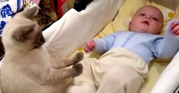 最強にカワイイ！手足をバタバタ動かす赤ちゃんを一生懸命なだめるネコさん♡ petfilm.biz/?p=82479