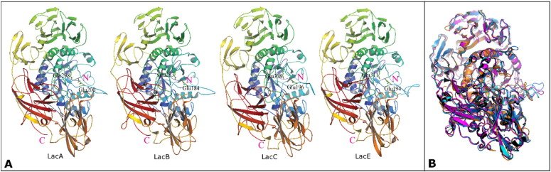 EJBiotechnology's tweet image. #βGalactosidases catalyze both #hydrolytic and transgalactosylation reactions and therefore have many applications in #food. #Aspergillus niger has been a main source of β-galactosidase, but the properties of this #enzyme are incompletely studied. bit.ly/2QZQ3RL