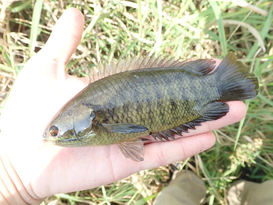 キノボリウオの生態や特徴を大紹介 陸上で呼吸が出来る面白い魚 生き物ネット