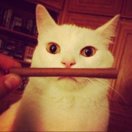 GordsSmokeShop's tweet photo. That is a blunt object! 🔥💨😳
Which do you prefer? Tobacco or hemp blunt?
.
.
.
.
#gordssmokeshop #bluntobject #cats #cannabis #smokinandtokin #allyouneedexcepttheweed https://t.co/Ge3dM5NWxh