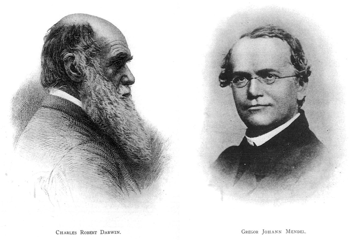 Founded 1903, The American Breeder’s Association, Chaired By Ichthyologist And Stanford President David Starr Jordan, Published Volume  #1 Of American Breeders Magazine In 1910. These Were The Original Plates Of Darwin And Mendel For That First Volume.  #QAnon   #Eugenics  @potus