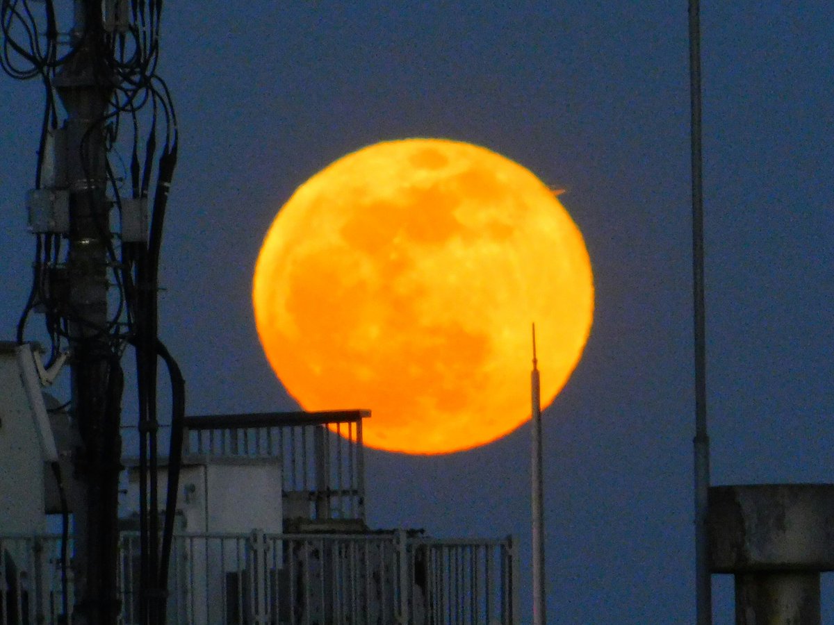 すごく大きいです