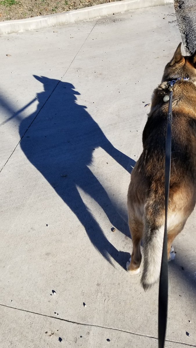 GaryACarlo's tweet photo. Why is the shadow scarier than the real thing? #GSD_Sig #ScaryShadow #MyBigBadWolf https://t.co/Lw4MGm2vkj