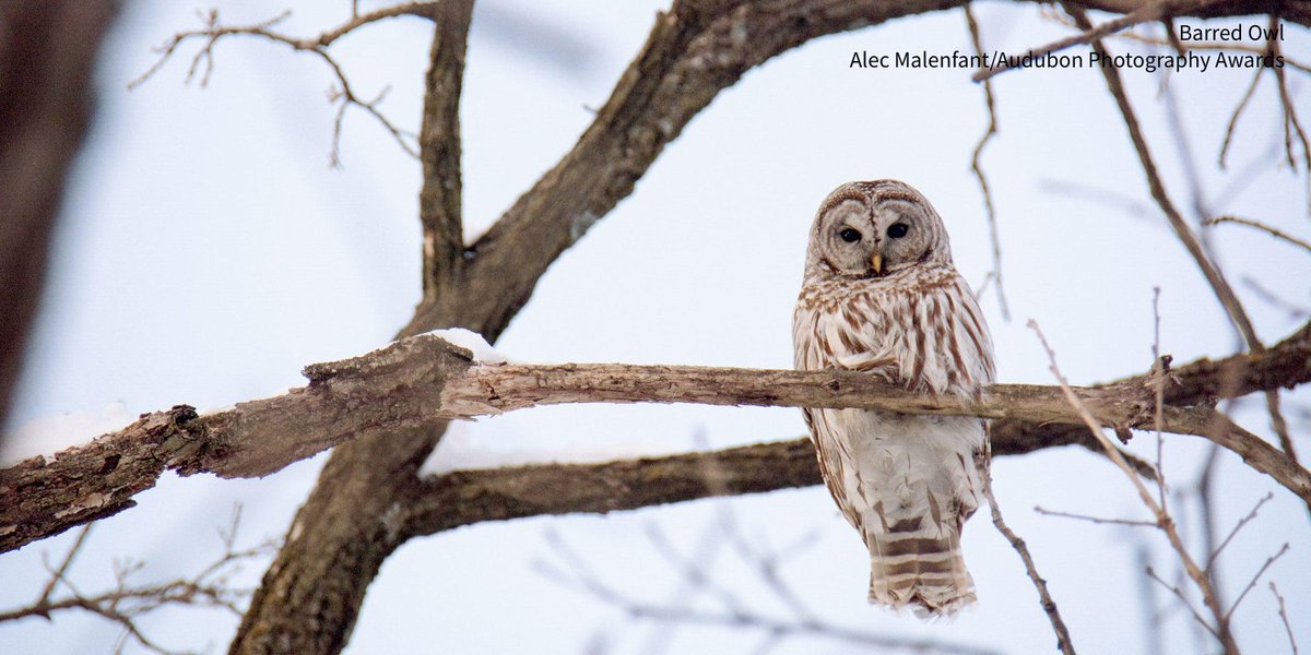 audubonsociety's tweet photo. A mythical creature sighted in West Virginia 52 years ago and dubbed "the Mothman" may, in fact, be an owl. https://t.co/yS0ljVdpI5 https://t.co/UgCiY0Ycn2
