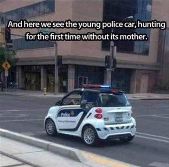 turtledumplin's tweet image. 