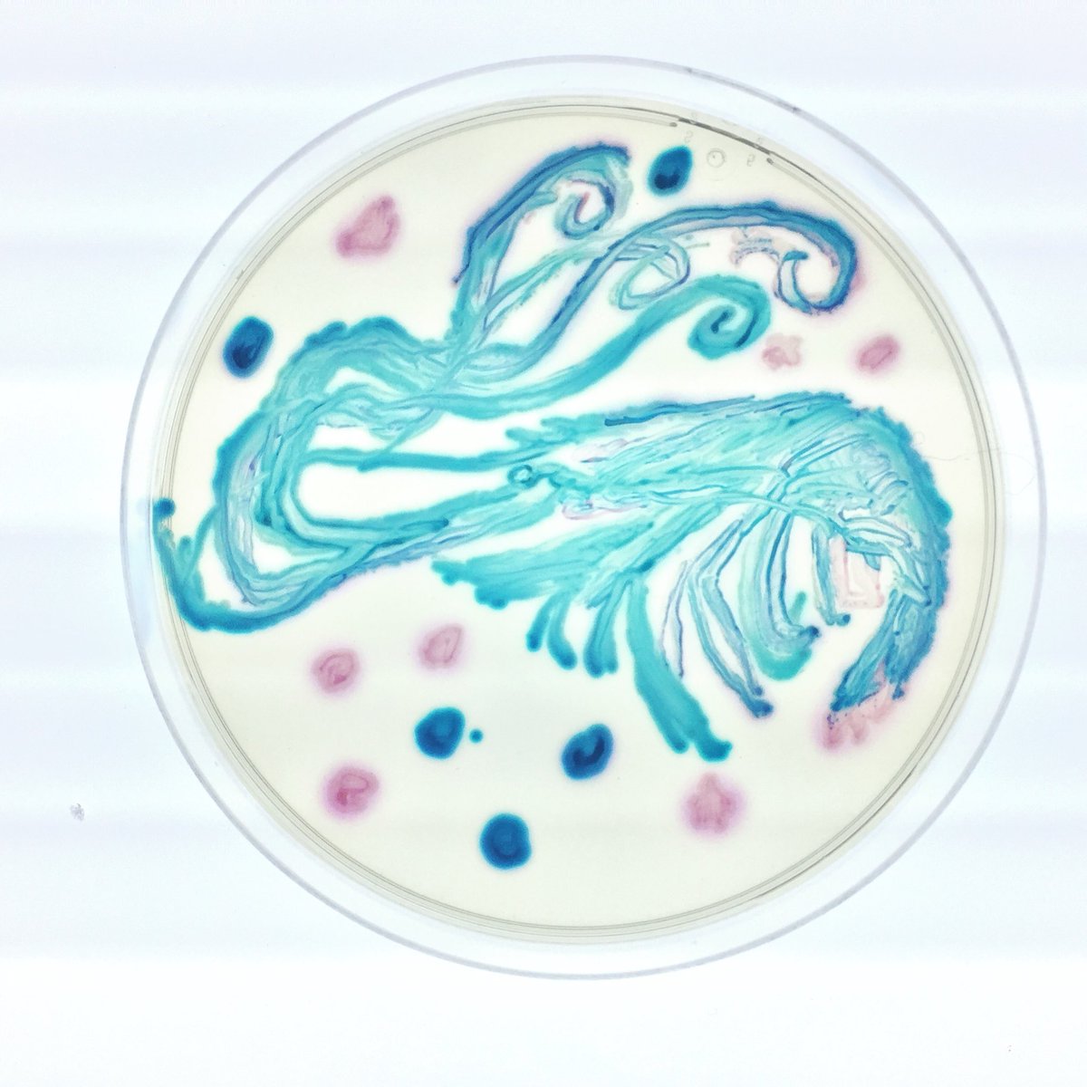DYDY_Jung's tweet photo. Our lab #Rubinlab will be filmed by CBC this week about how antibiotic resistant bacteria are identified from imported shrimp. And this is raw shrimp #agarart drawing with ESBL producing #ecoli #klebsiellapneumoniae from the shrimp #wcvmVetMicro https://t.co/cBLcD0BSDU