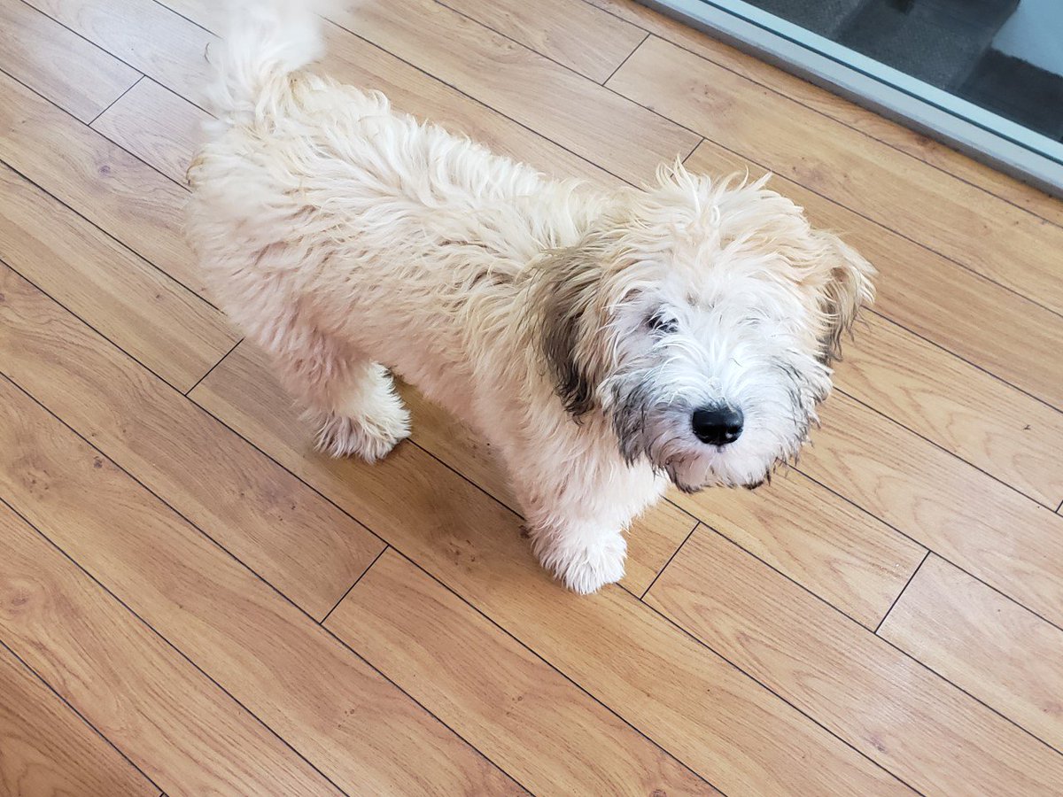 Puppy-Sitting a cute, little fluffer today!