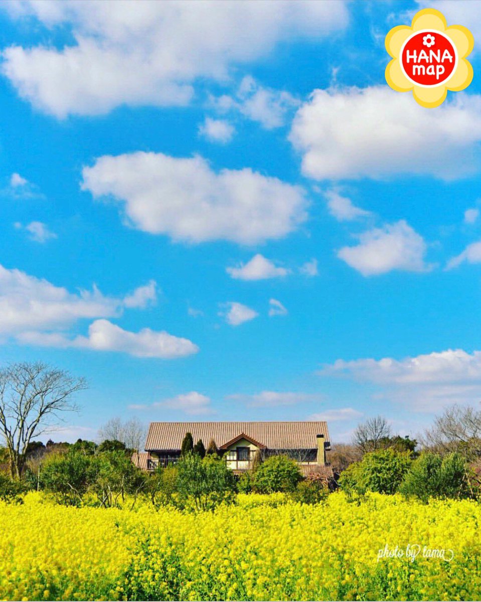 はなまっぷ 日本の美しい花風景 בטוויטר Tewakusun さんの 花のある風景に花まるを 気持ちのいい青空と元気の出る菜の花の黄色をありがとうございます 大分 大神ファーム Oga Farm Oita Pref 菜の花の花言葉 小さな幸せ 元気いっぱい T