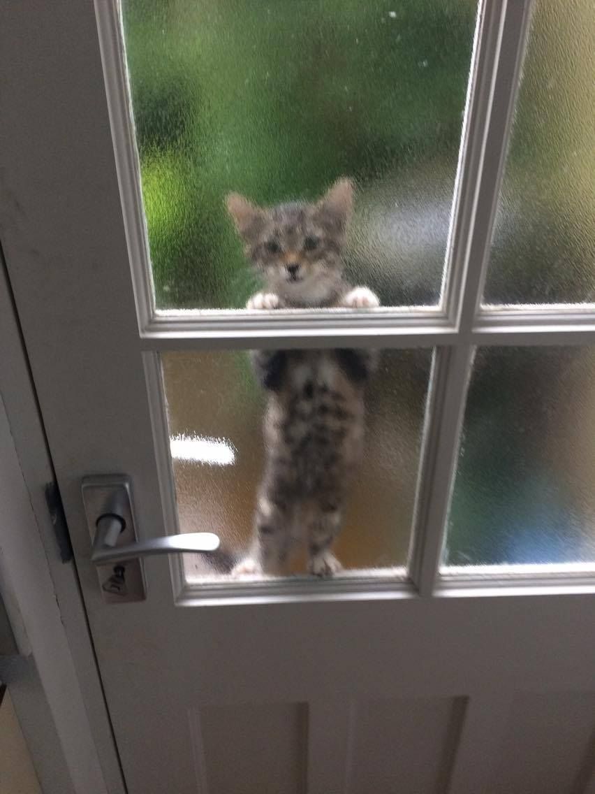 Luv Kittens Daily On Twitter I Fed This Stray Kitten That Was In