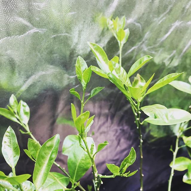 Meyer Lemon tree refoliating after dropping all leaves a few weeks ago.  #gardening #lemon #growyourown bit.ly/2Dpe1lU