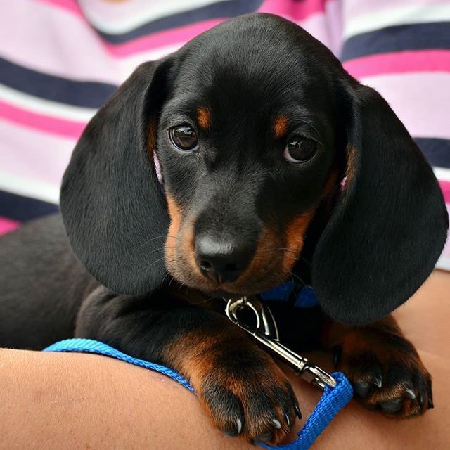 TurnkeyPets's tweet photo. Why walk when they will carry me? #dachshund #dachshundsofinstagram #puppy #puppylove #walk #dogwalk #weinerdog #weinerdogsofinstagram https://t.co/eZ4uheY5YK