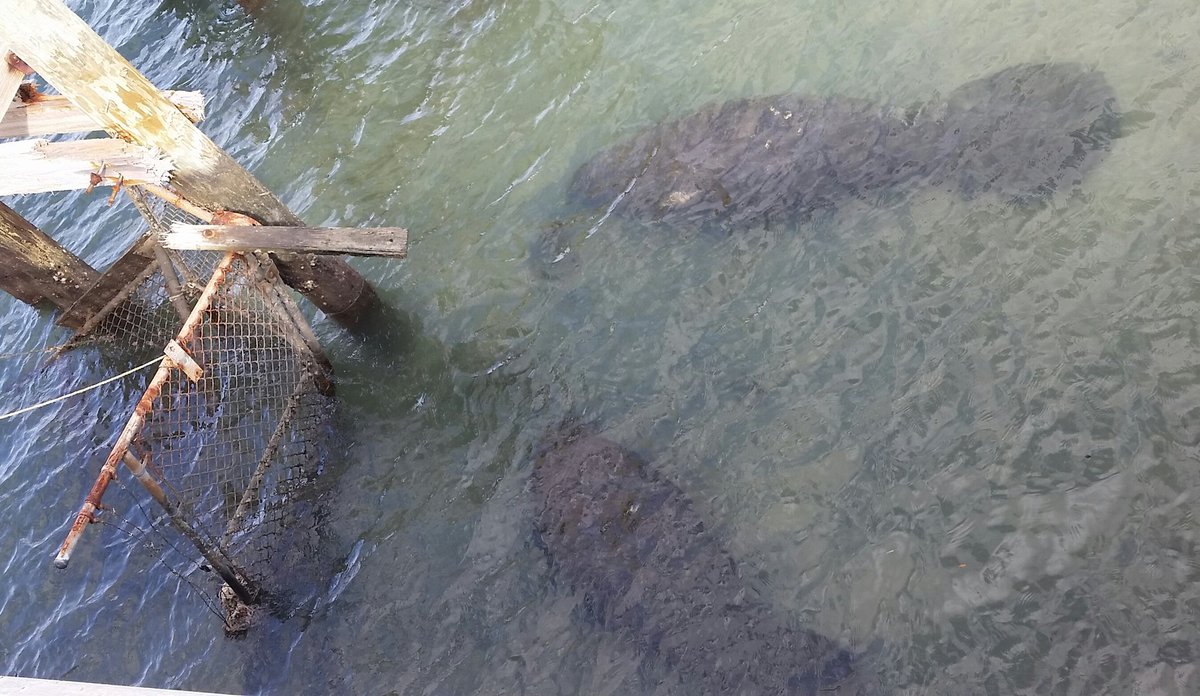 Cottonrayn's tweet photo. #Manatees #ManateeLagoon Fpl Plant, #RiveraBeach, #Florida #SouthFL #ColdSnap #PalmBeach https://t.co/wkPae6U9ry