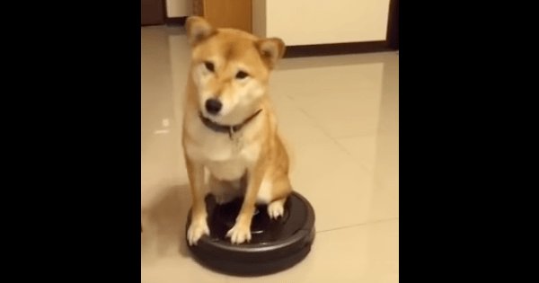 【27秒】シュールすぎる(笑) ルンバに乗った柴犬が、どこかに消えてった… petfilm.biz/?p=82473