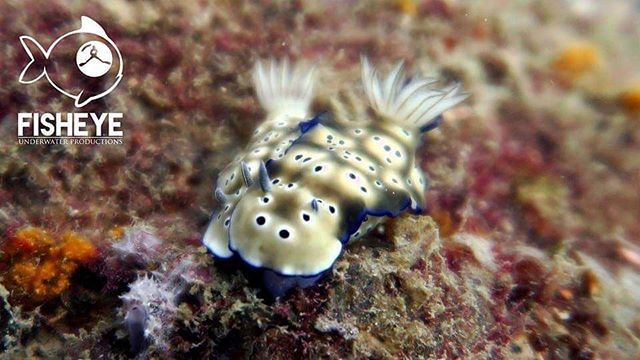 FisheyeUWP's tweet photo. Nudi snuggles at twin rocks EL Nido
#wetpixel #ocean #travel #paditv #fisheyeuwp #oceanlife #explore #scuba #photography #sealife #diving #palawan #palawan2018 #thephilippines #twitter #instagood
#instacool #natgeo #picoftheday
#PADI #elnidogram #instagโฆ https://t.co/JPUp3Cq3Au https://t.co/8XD9sme0hx