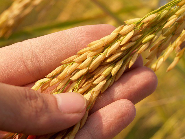 CSIROPublishing's tweet photo. Most read in #EnviroChem: Arsenic concentrations and speciation in Australian and imported rice and commercial rice products https://t.co/vhb8mQr6Fa https://t.co/BPG0tjAsyW