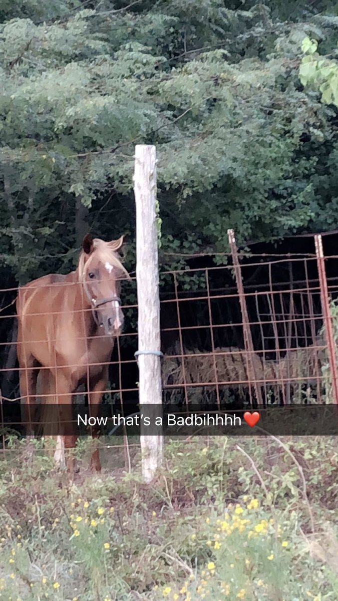 JMAX1_PHE's tweet image. My baby done grew up on me, one of God’s finest creations!😭❤️
Been doing this since a youngin’ 🐎