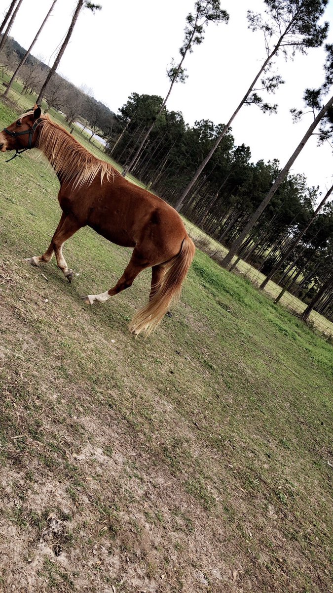 JMAX1_PHE's tweet image. My baby done grew up on me, one of God’s finest creations!😭❤️
Been doing this since a youngin’ 🐎