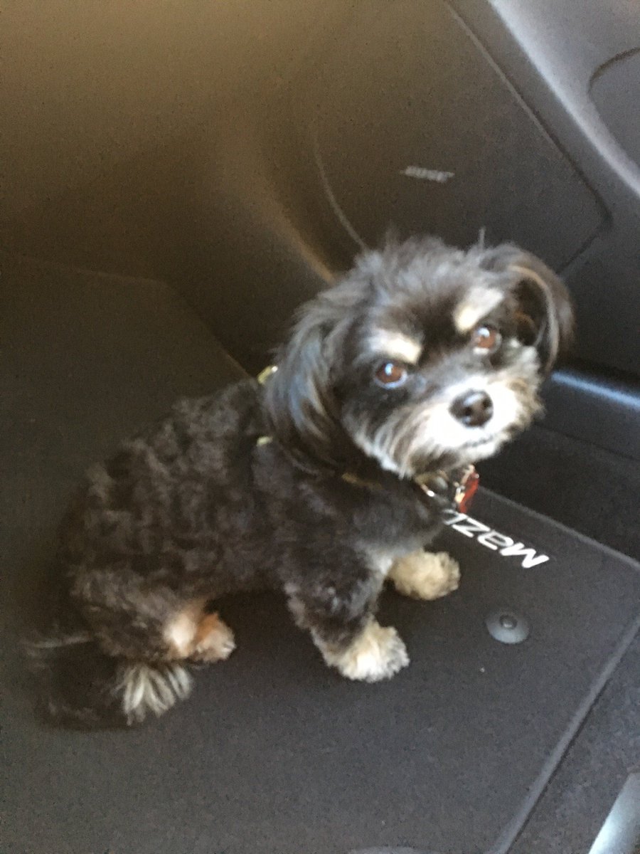 HappyPawsKatrin's tweet photo. #errand #bossbabe #outandabout #quickstop #dropoff #returns #woofgirl #mamaslittlehelper #gratefulheart #support #local #smallbusiness (at @TheUPSStore in Santee, CA) https://t.co/zo0AZZnZ9F https://t.co/W63UWOsvXJ