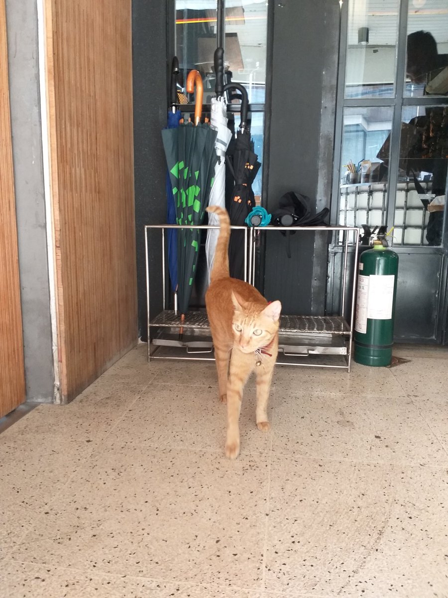 bloowind's tweet photo. Makati peeps! If you see a cat with a neat bowtie and an ID tag, please return him to @CommunePH along Polaris Street. The coffee beans are missing their kitty friend Mirage. #FindMirage https://t.co/xx7z0dWw1E