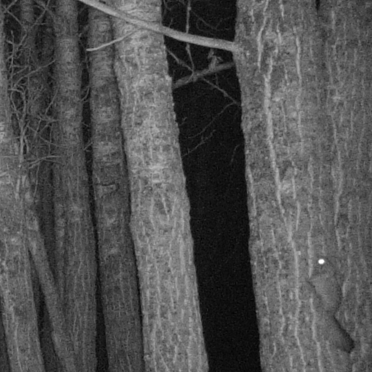 Dendritic_View's tweet photo. A few weeks ago I built some houses for the local flying squirrels - I know they are there but I never see them

Look who just showed up on camera - hopefully they move in

#NorthernFlyingSquirrel
#TrailCam

(I know, not the best pictures - but they are small and nocturnal) https://t.co/qN97Nqm00U