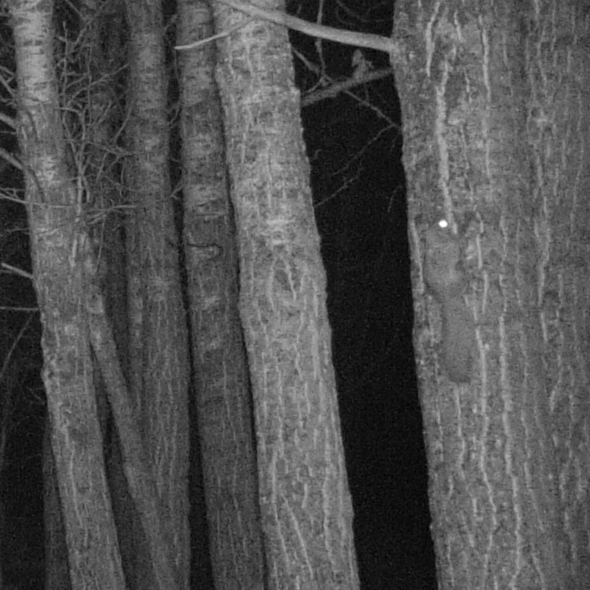 Dendritic_View's tweet photo. A few weeks ago I built some houses for the local flying squirrels - I know they are there but I never see them

Look who just showed up on camera - hopefully they move in

#NorthernFlyingSquirrel
#TrailCam

(I know, not the best pictures - but they are small and nocturnal) https://t.co/qN97Nqm00U