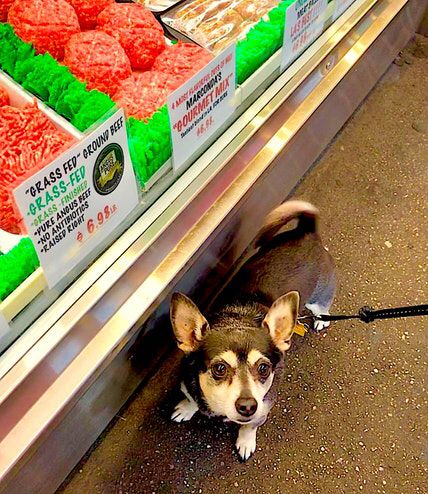 FarmersMarketLA's tweet photo. #MondayMarketMemory - Benicio Del Barko is a small dog with big dreams! Too bad he can't break through Hollywood's glass ceiling... But he may be able to sneak past @MarcondasMeats  glass butcher case! #TheOriginalFarmersMarket #FeedMe #CutePups https://t.co/TFvPb601FT