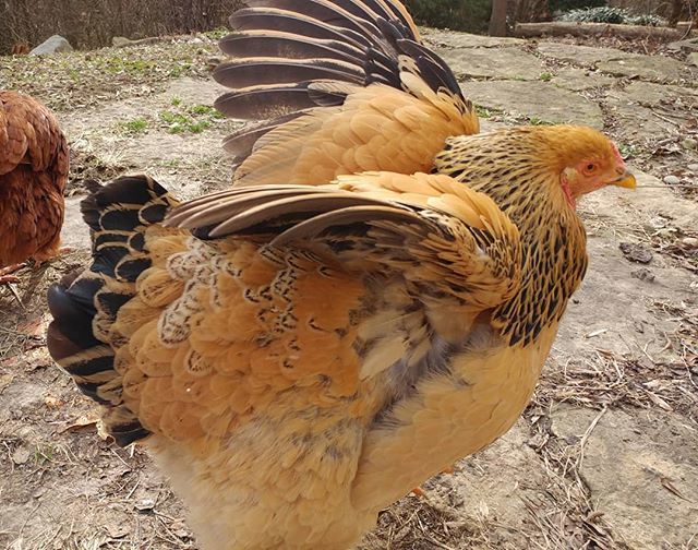 PamsBackyard's tweet photo. I found this gem in my camera roll today. Check out all those feathers! They certainly are beautiful and they're great for warmth in cold weather...something we definitely need around here lately. #pamsbackyardchickens #buffbrahma #instachicken #backyardโฆ https://t.co/VUesBstXik https://t.co/qSmCC45D3Y
