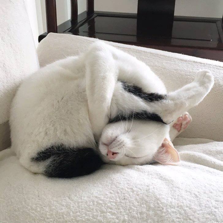 Beyond_I_Do's tweet photo. Read ALL the instructions before assembling your cat: https://t.co/VA9huPfbR2