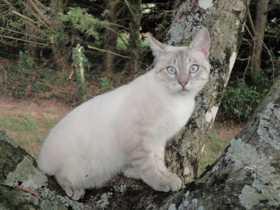Alerte Animaux Perdu On Twitter Perdu Chat Blanc Beige