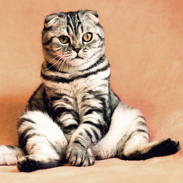 TurnkeyPets's tweet photo. Well now what? #confused #cat #catlover #catsofinstagram #turnkeypets #adorable #cute #feline #whatnow https://t.co/7JyUKBNTeW
