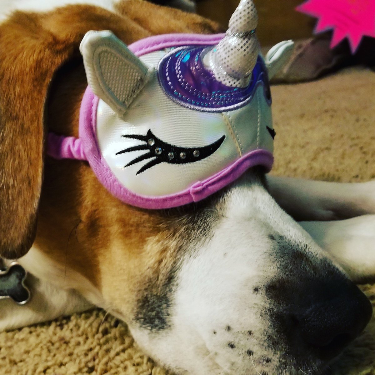 houseninjamusic's tweet photo. I found a #unicorn! I also have a very patient dog 😉
 #plurlife #plurvibes #plurfamily #edmfamily #edmdog #edmdogs #ravedog #ravedogs #dogswhorave #edmlife https://t.co/ynfgmKYarv