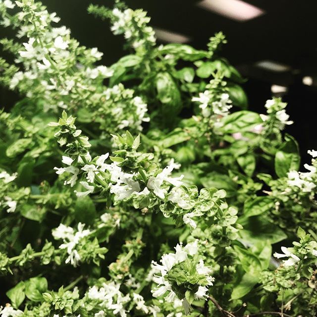 Basil leaves are beautiful and can be used to make teas #basil #growyourown #garden bit.ly/2R7cQv7