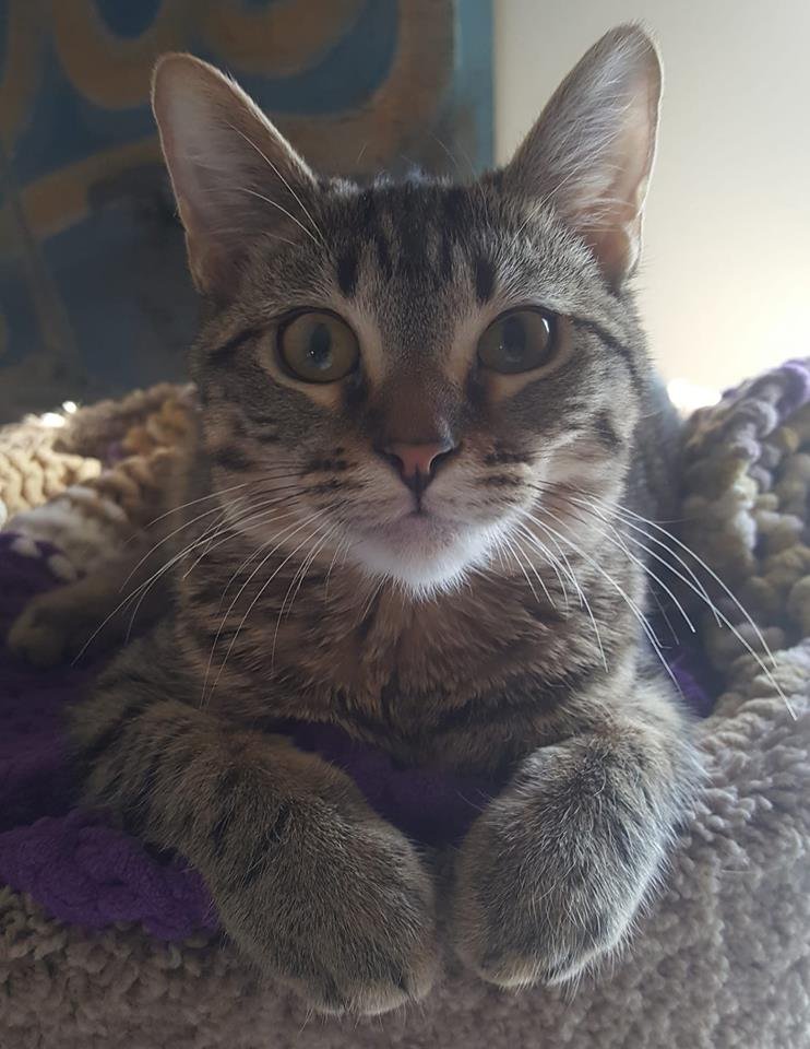 quillicent's tweet photo. Six months plus one day - that means I'm a grown up now, right? I can start my modeling career and nobody can stop me! https://t.co/iDGHmyIqSN