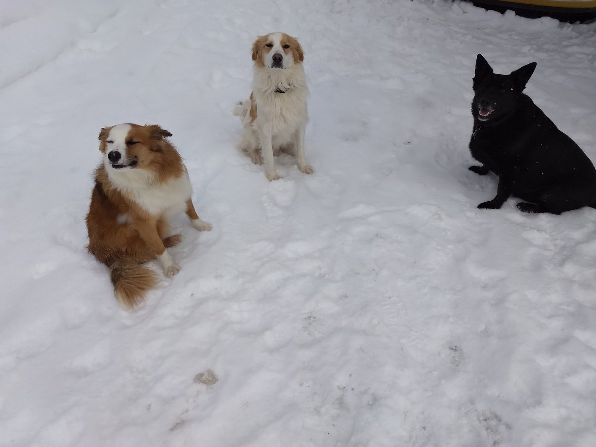 nh_probs's tweet photo. Doggo Sleepover! https://t.co/FzxPqrLj7L