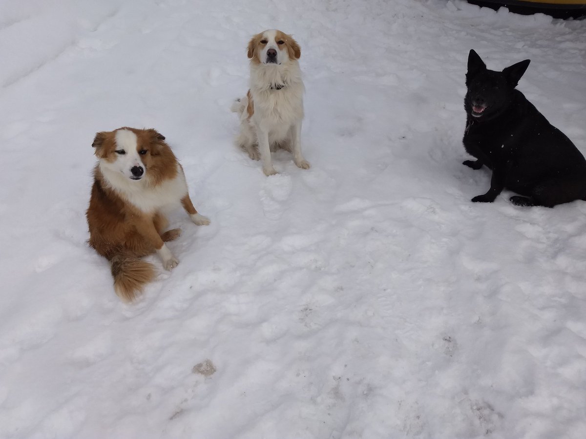 nh_probs's tweet photo. Doggo Sleepover! https://t.co/FzxPqrLj7L