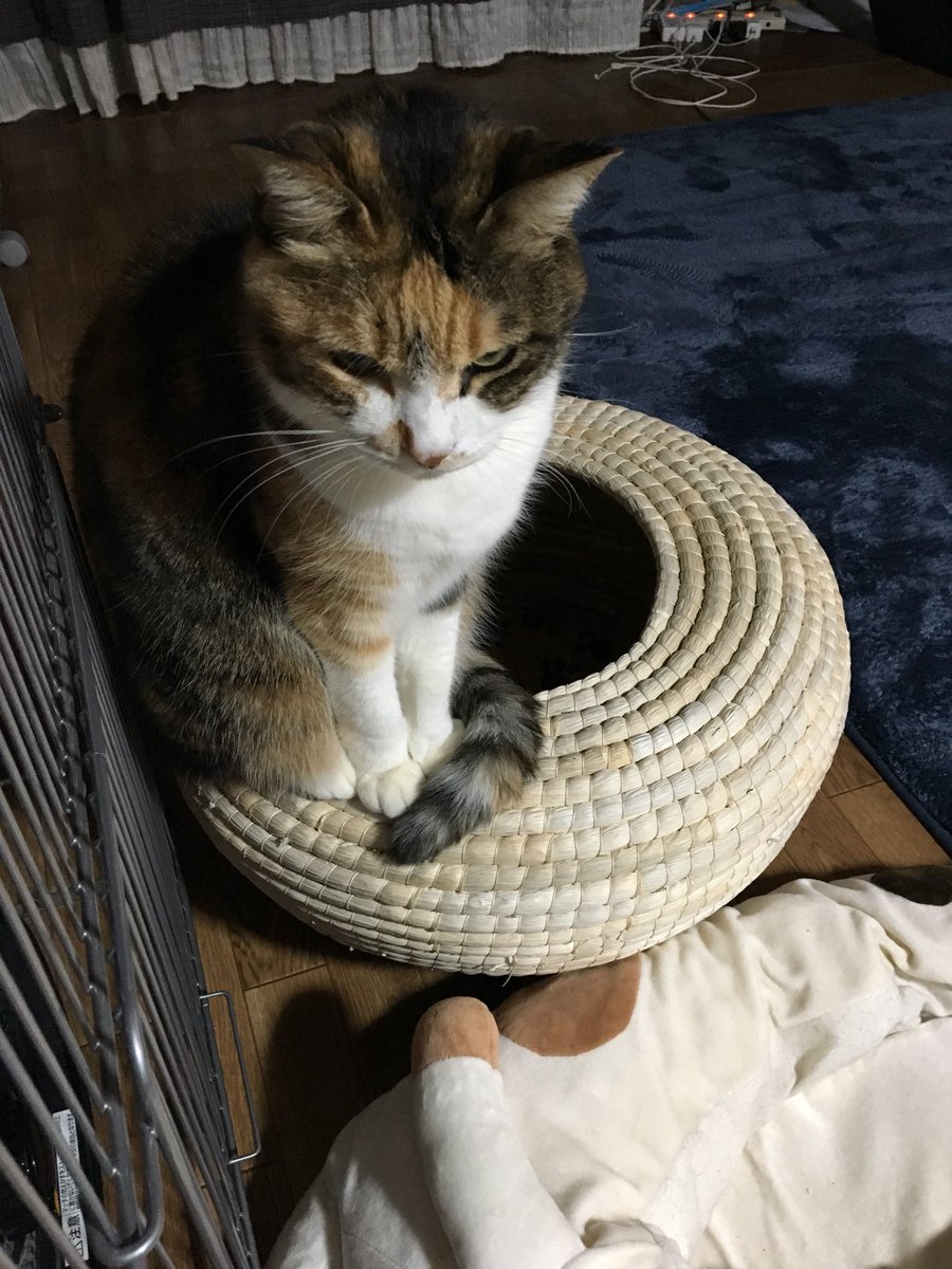 猫つぼ